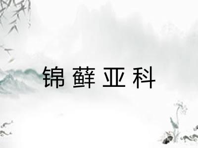 锦藓亚科