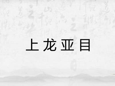 上龙亚目