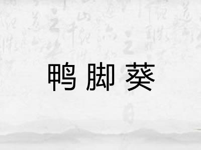 鸭脚葵