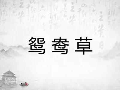 鸳鸯草
