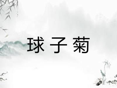 球子菊