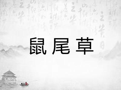 鼠尾草