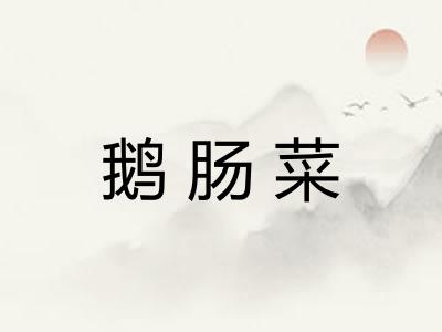 鹅肠菜