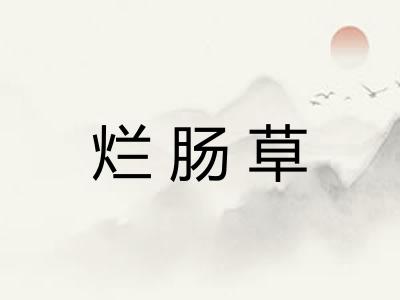 烂肠草