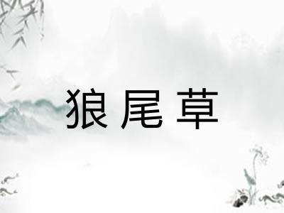 狼尾草