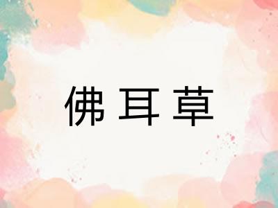 佛耳草