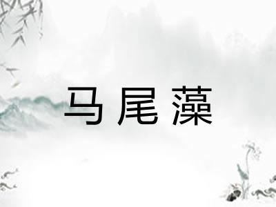 马尾藻 马尾藻