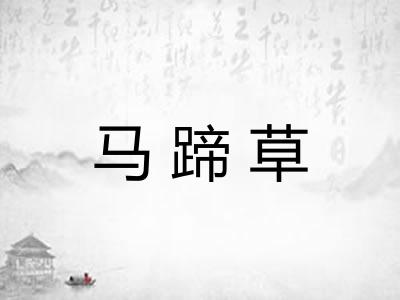 马蹄草