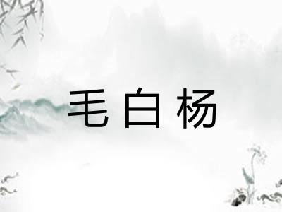 毛白杨