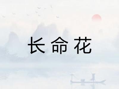 长命花