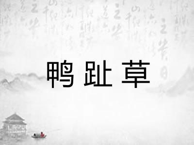 鸭趾草