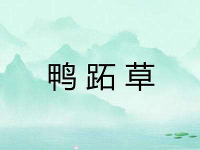 鸭跖草