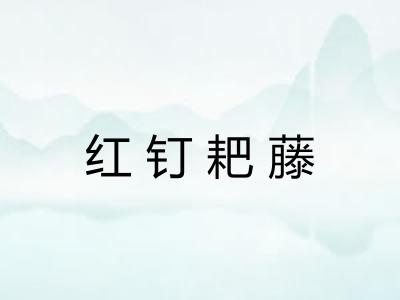 红钉耙藤