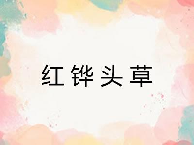红铧头草 红铧头草