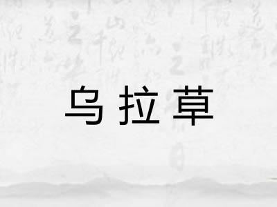 乌拉草