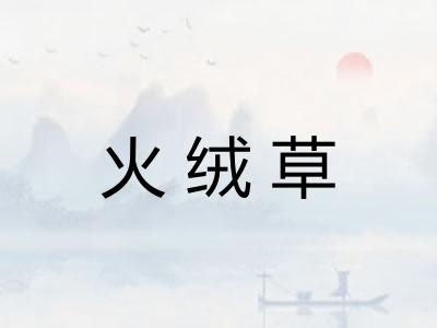 火绒草