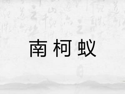 南柯蚁