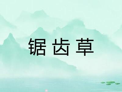 锯齿草