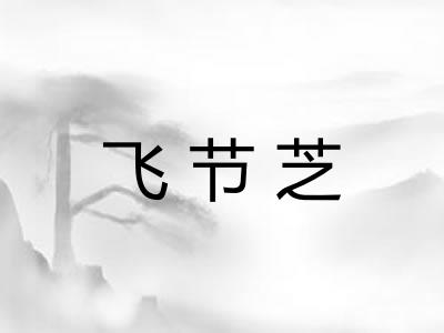 飞节芝