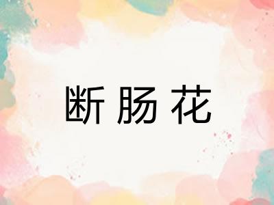 断肠花