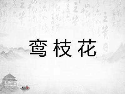 鸾枝花