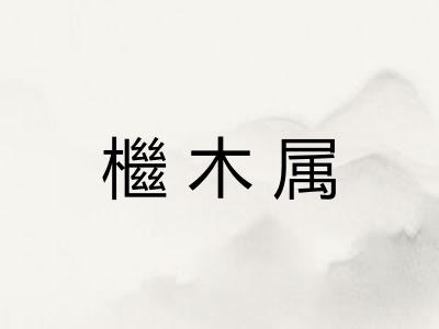檵木属