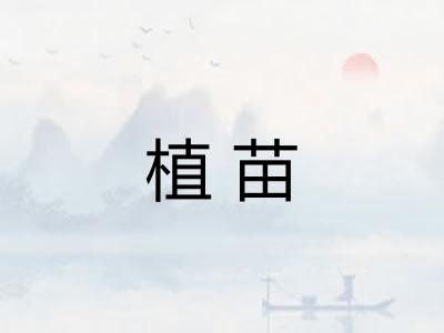 植苗