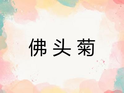 佛头菊