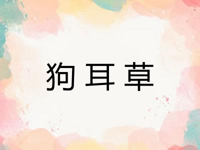狗耳草