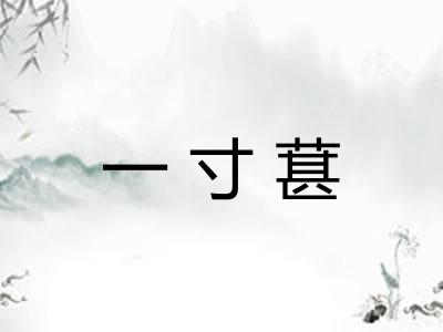一寸葚