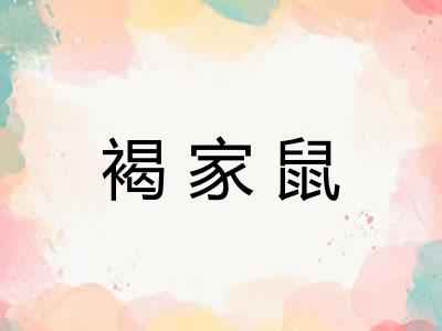 褐家鼠