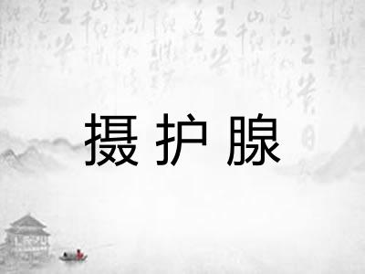 摄护腺
