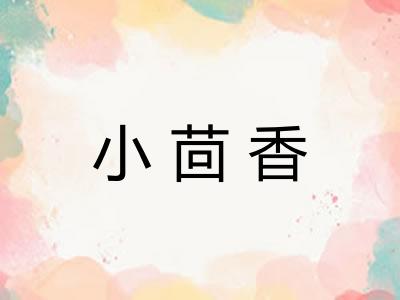 小茴香