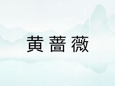 黄蔷薇