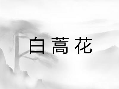 白蒿花