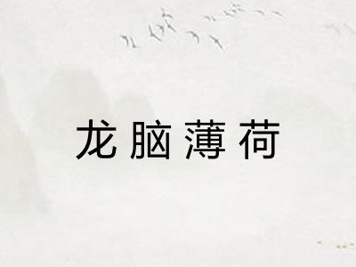 龙脑薄荷