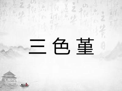 三色堇