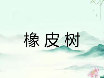 橡皮树