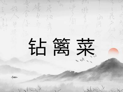 钻篱菜